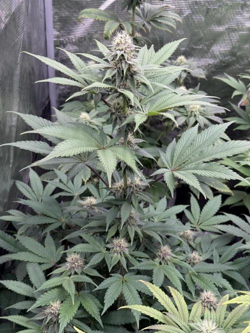 Super Boof + 5Mentarios + GMO y mas. Week 8