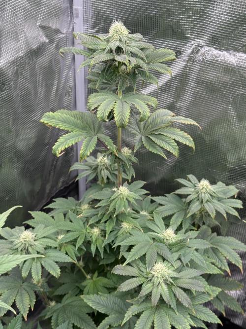 Super Boof + 5Mentarios + GMO y mas. Week 8