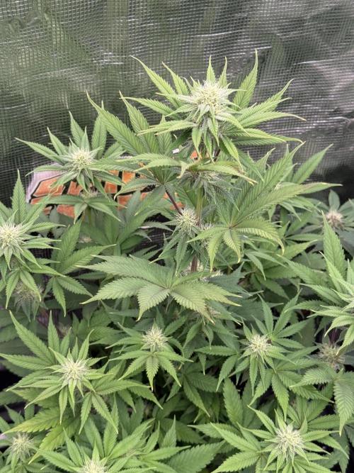 Super Boof + 5Mentarios + GMO y mas. Week 8