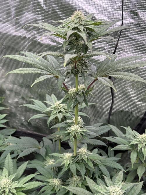 Super Boof + 5Mentarios + GMO y mas. Week 8