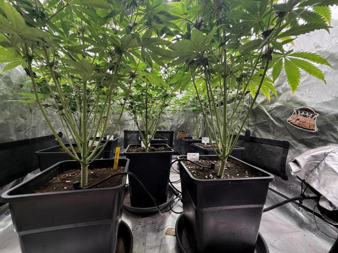 Super Boof + 5Mentarios + GMO y mas. Week 8