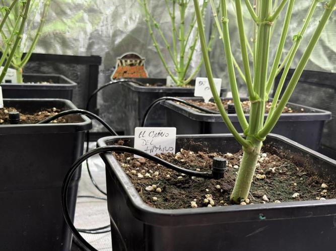 Super Boof + 5Mentarios + GMO y mas. Week 8