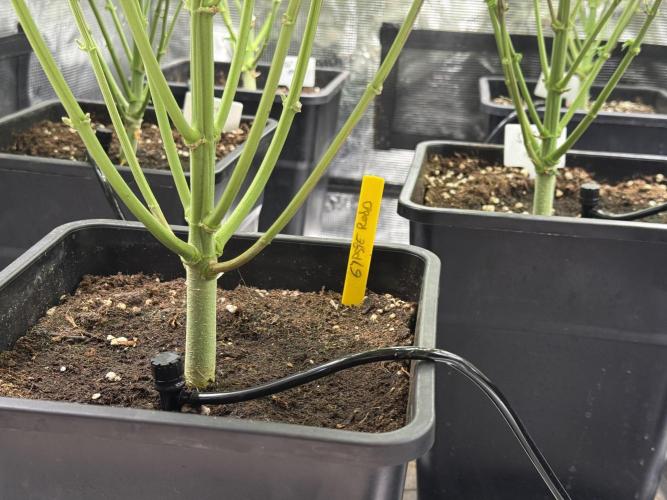 Super Boof + 5Mentarios + GMO y mas. Week 8