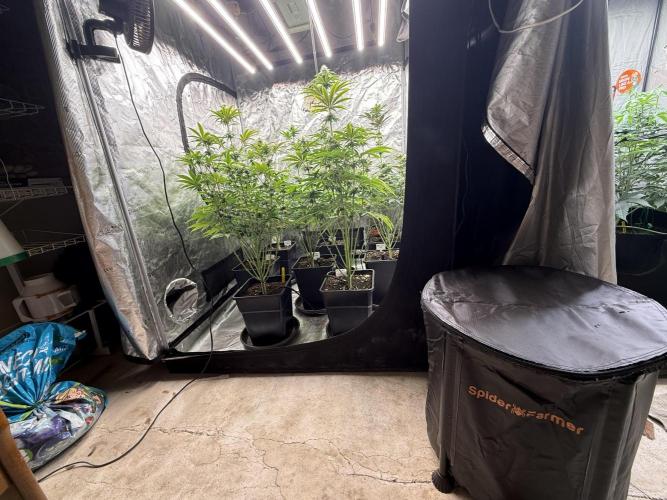 Super Boof + 5Mentarios + GMO y mas. Week 8