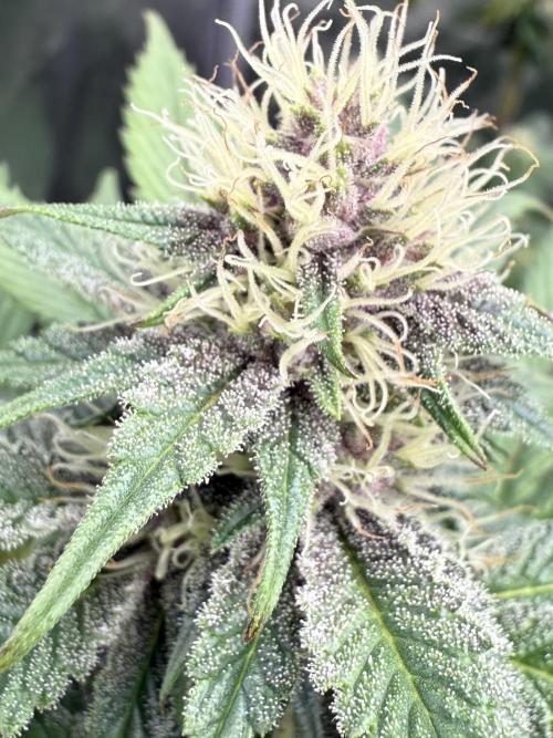 Super Boof + 5Mentarios + GMO y mas. Week 8