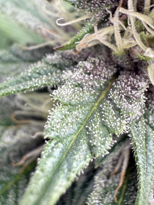 Super Boof + 5Mentarios + GMO y mas. Week 8