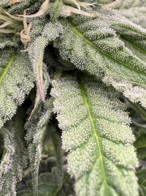 Super Boof + 5Mentarios + GMO y mas. Week 8