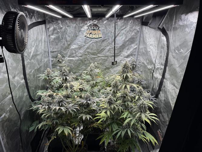 Super Boof + 5Mentarios + GMO y mas. Week 9