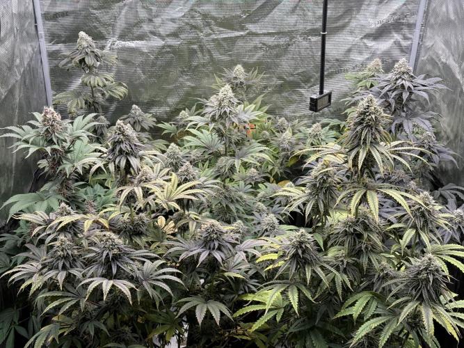 Super Boof + 5Mentarios + GMO y mas. Week 9