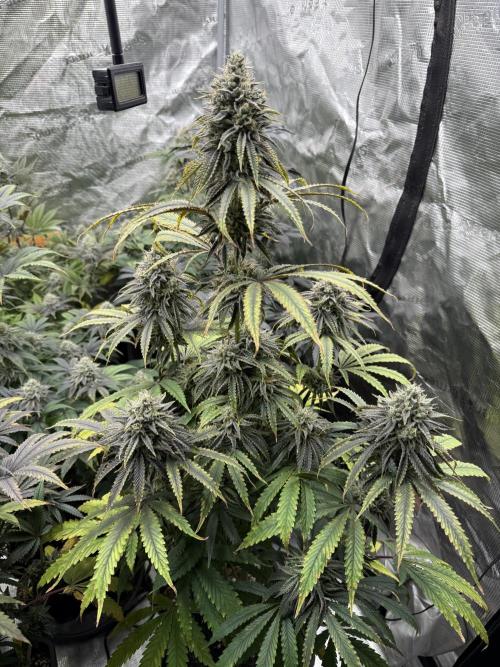 Super Boof + 5Mentarios + GMO y mas. Week 9