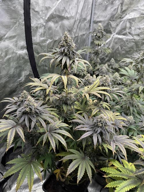 Super Boof + 5Mentarios + GMO y mas. Week 9