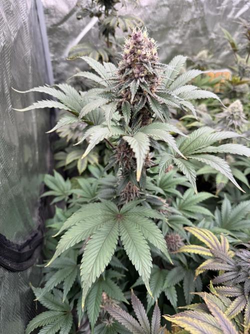 Super Boof + 5Mentarios + GMO y mas. Week 9