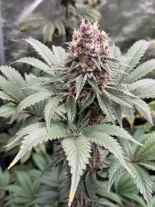 Super Boof + 5Mentarios + GMO y mas. Week 9