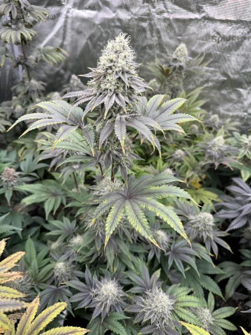 Super Boof + 5Mentarios + GMO y mas. Week 9