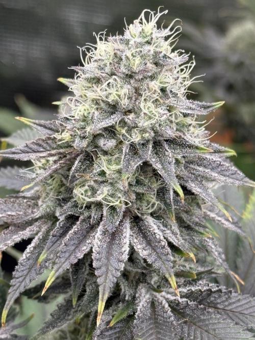 Super Boof + 5Mentarios + GMO y mas. Week 9