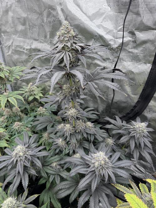 Super Boof + 5Mentarios + GMO y mas. Week 9