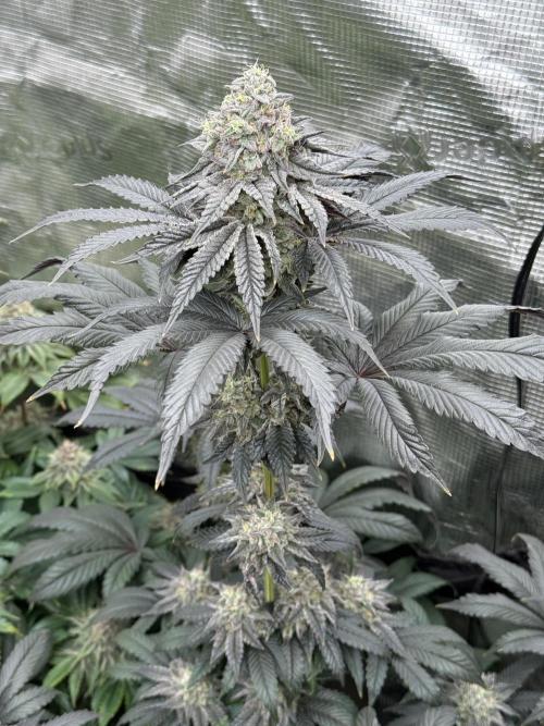 Super Boof + 5Mentarios + GMO y mas. Week 9