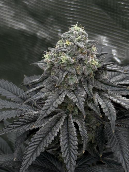 Super Boof + 5Mentarios + GMO y mas. Week 9