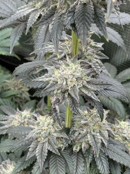 Super Boof + 5Mentarios + GMO y mas. Week 9