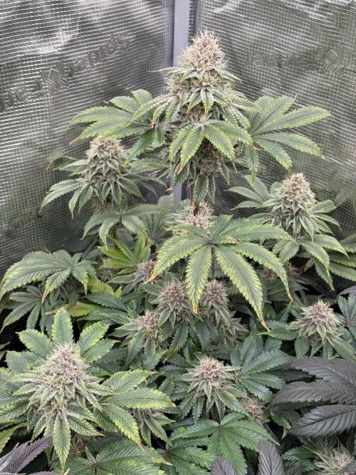 Super Boof + 5Mentarios + GMO y mas. Week 9