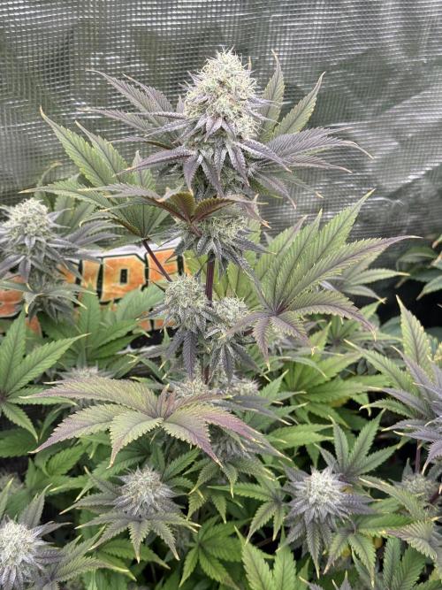 Super Boof + 5Mentarios + GMO y mas. Week 9