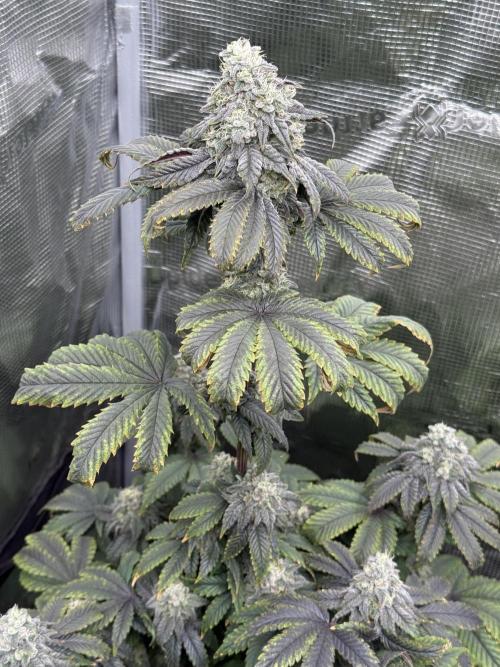 Super Boof + 5Mentarios + GMO y mas. Week 9