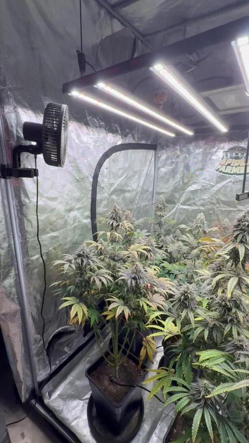 Super Boof + 5Mentarios + GMO y mas