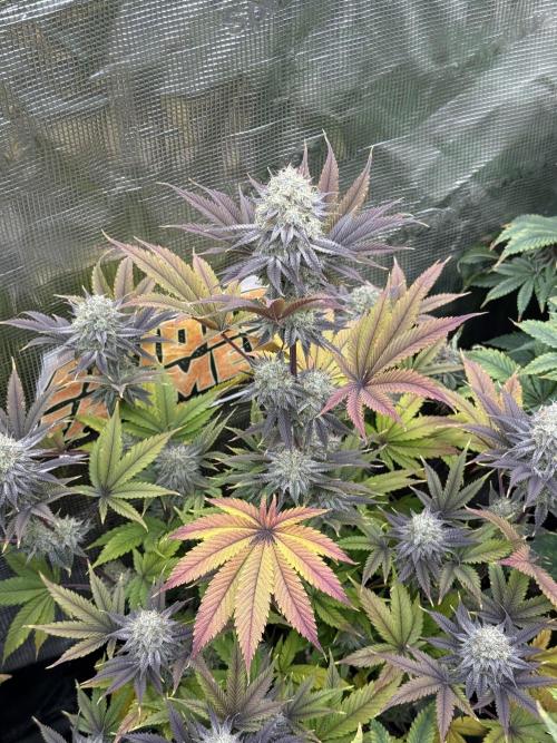 Super Boof + 5Mentarios + GMO y mas. Week 11