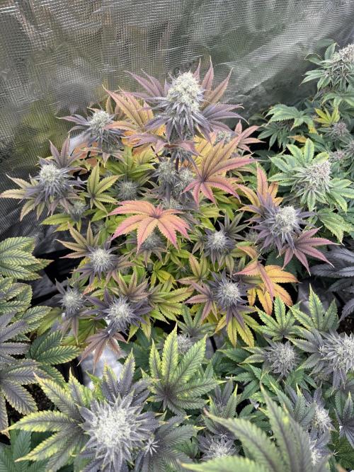 Super Boof + 5Mentarios + GMO y mas. Week 11