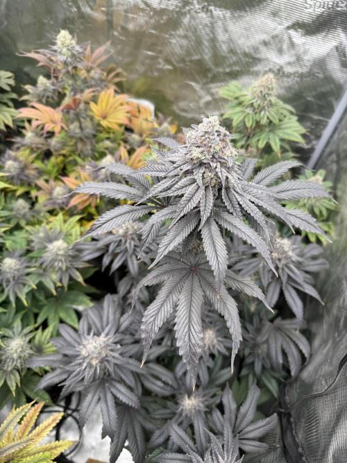 Super Boof + 5Mentarios + GMO y mas. Week 11