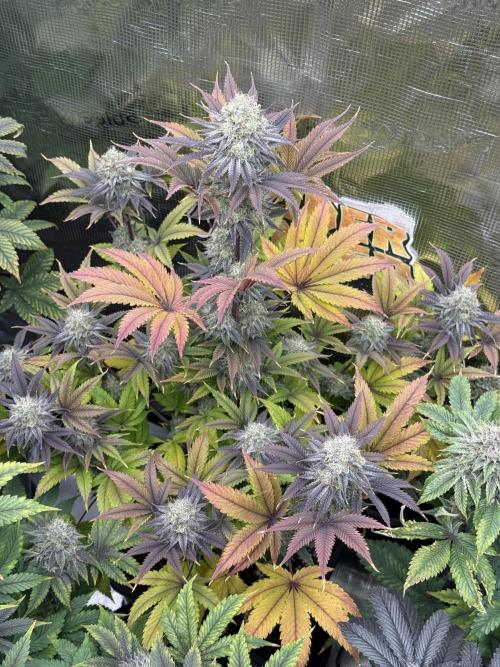 Super Boof + 5Mentarios + GMO y mas. Week 11