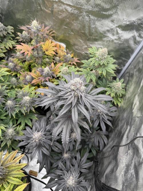 Super Boof + 5Mentarios + GMO y mas. Week 11