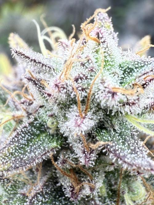 Super Boof + 5Mentarios + GMO y mas. Week 11