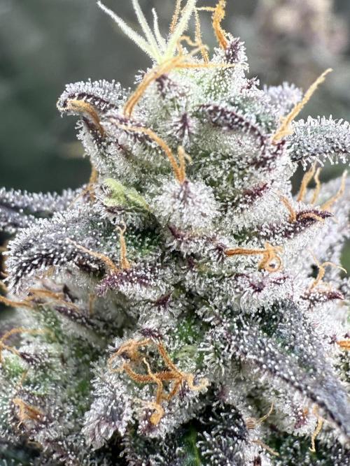 Super Boof + 5Mentarios + GMO y mas. Week 11