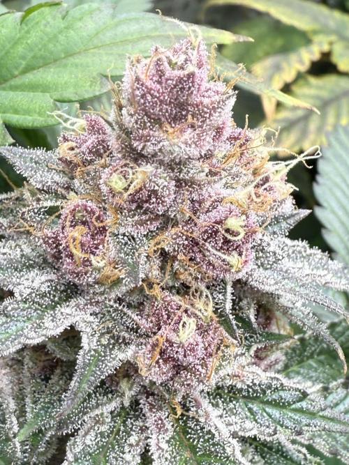 Super Boof + 5Mentarios + GMO y mas. Week 11