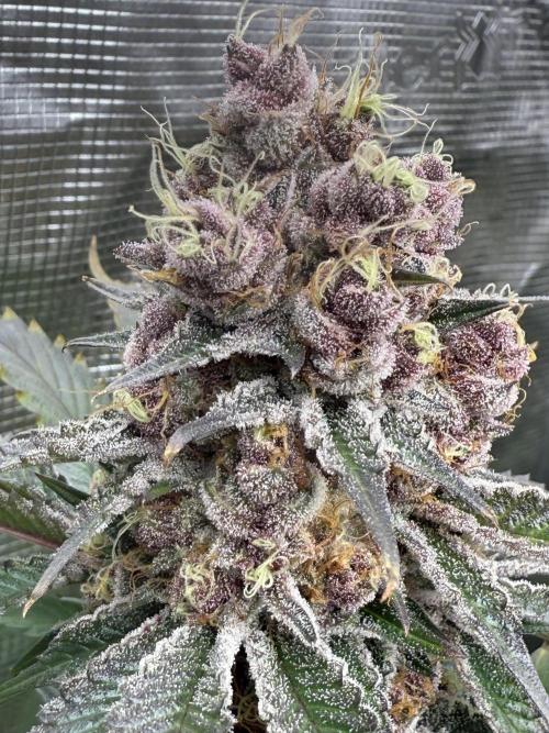 Super Boof + 5Mentarios + GMO y mas. Week 11