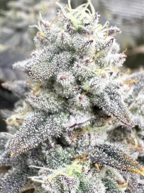 Super Boof + 5Mentarios + GMO y mas. Week 11