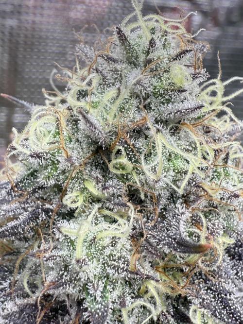 Super Boof + 5Mentarios + GMO y mas. Week 11