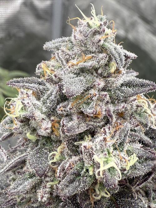 Super Boof + 5Mentarios + GMO y mas. Week 11