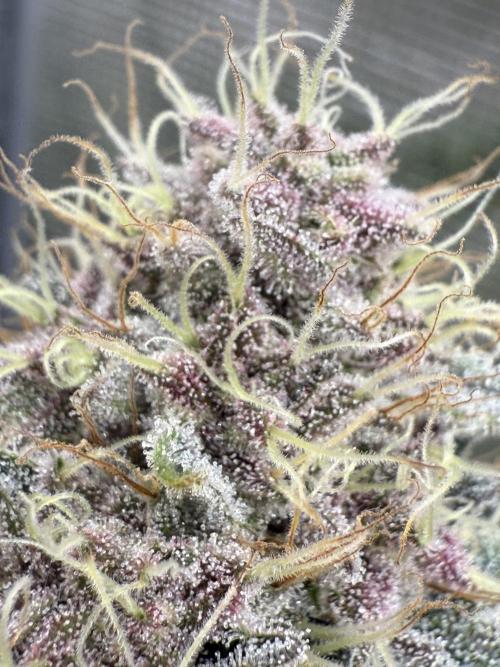 Super Boof + 5Mentarios + GMO y mas. Week 11