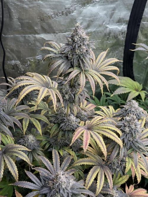 Super Boof + 5Mentarios + GMO y mas. Week 11