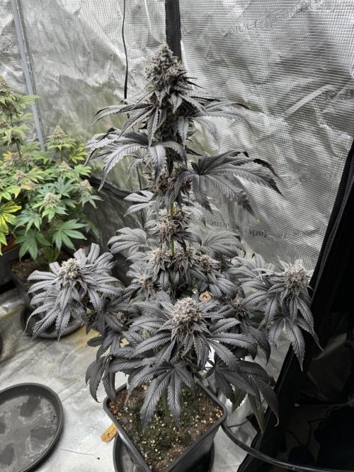 Super Boof + 5Mentarios + GMO y mas. Week 11