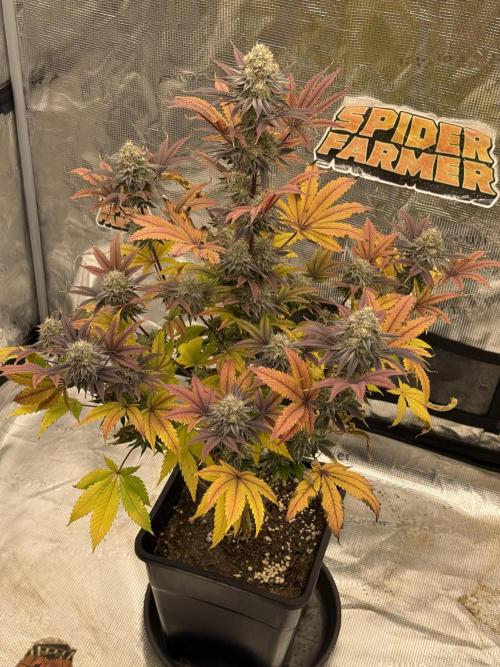 Super Boof + 5Mentarios + GMO y mas. Week 11