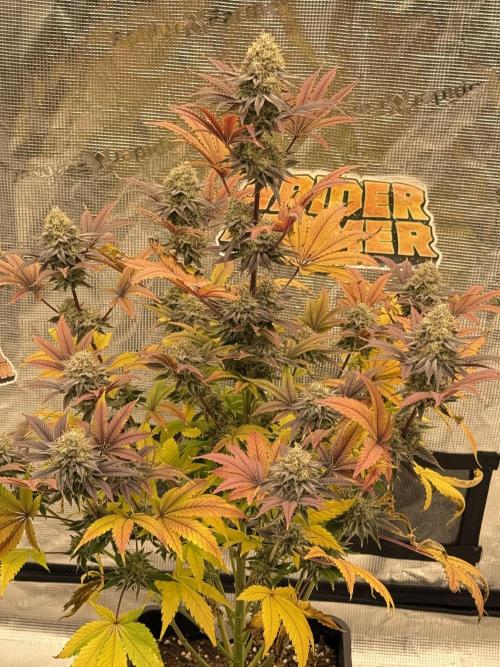 Super Boof + 5Mentarios + GMO y mas. Week 11