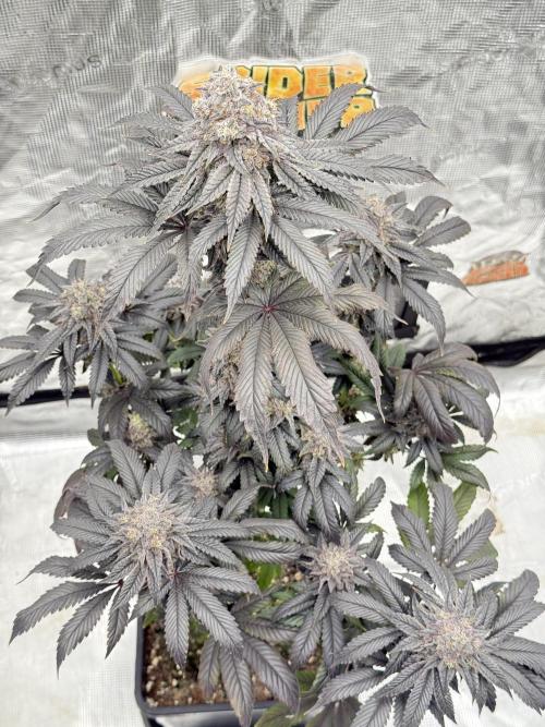 Super Boof + 5Mentarios + GMO y mas. Week 11