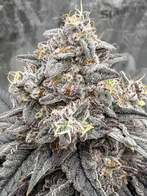 Super Boof + 5Mentarios + GMO y mas. Week 11