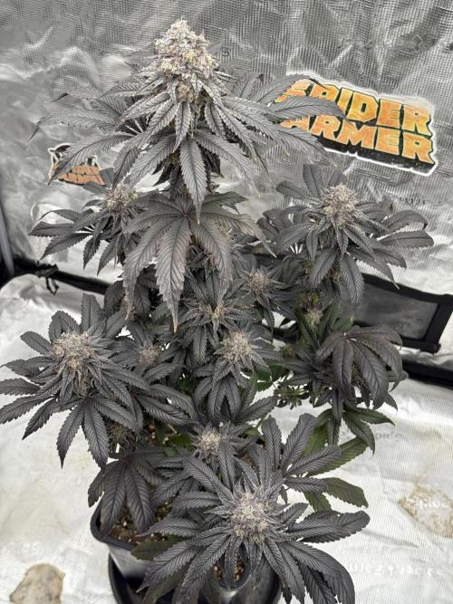 Super Boof + 5Mentarios + GMO y mas. Week 11