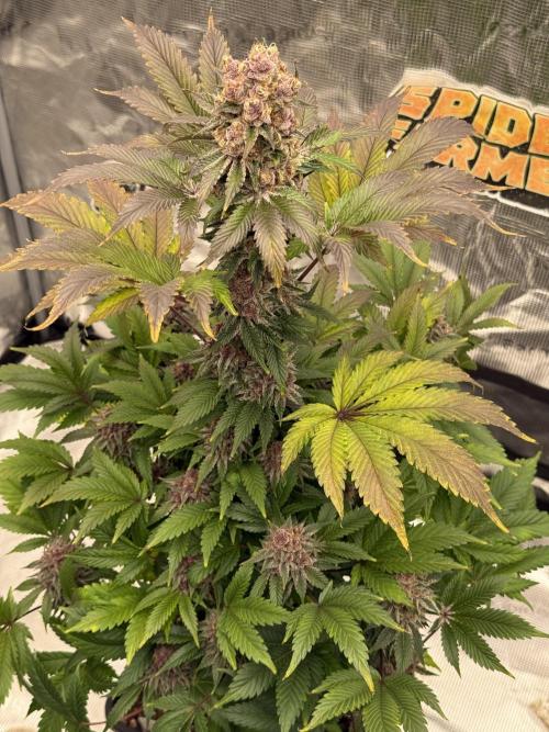 Super Boof + 5Mentarios + GMO y mas. Week 11