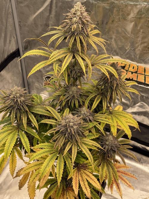 Super Boof + 5Mentarios + GMO y mas. Week 11