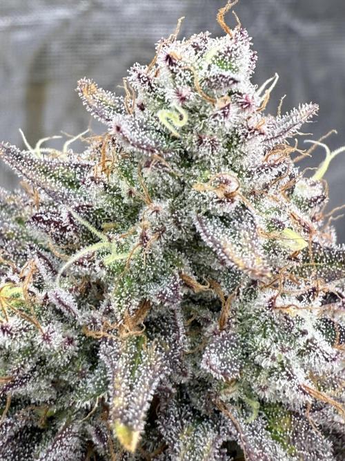 Super Boof + 5Mentarios + GMO y mas. Week 11